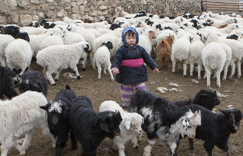 mongolia nomad spring life 